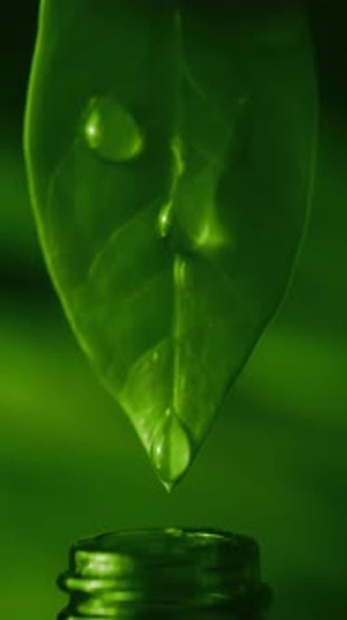 Herbal Essence Extract in Macro Organic Serum Drop Falling Down From a Fresh Leaf to a Bottle