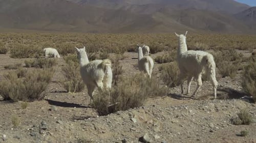 LLamas on Ruta "40" from South to North Argentina. The llama (Lama Glama) is a domesticated South Am