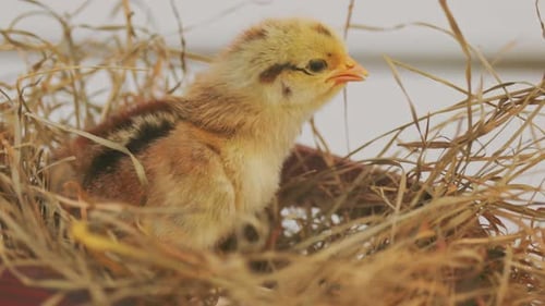 Adorable Yellow Chick in a Nest