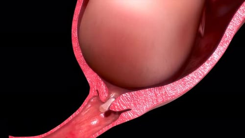 Detailed anatomy of human bladder with urethra