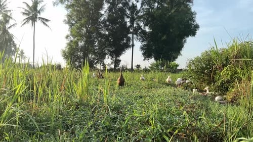 Ducks Roaming Freely in Grassy Rural Field