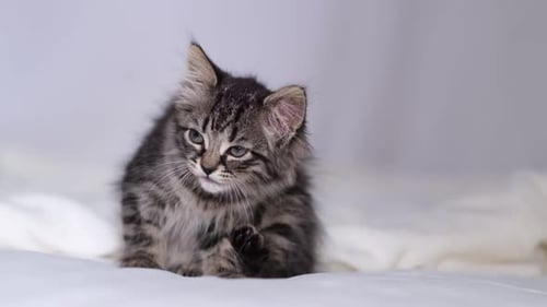 Gray Striped Kitten Grooming Itself Cat Licking Paws Cozy Home Background with Funny Pet