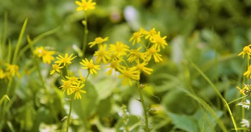 Kleine gelbe Blumen im Feld