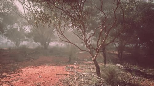Dirt Road Through Australian Bush