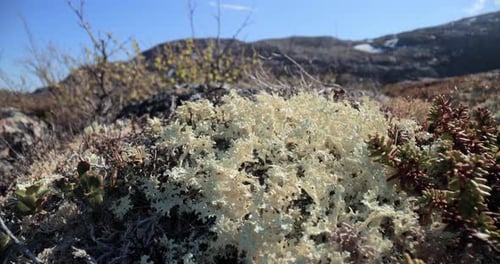 Plan rapproché du
lichen de la toundra arctique. Trouvé principalement dans les zones de la toundra arctique et de la toundra alpine, il
est