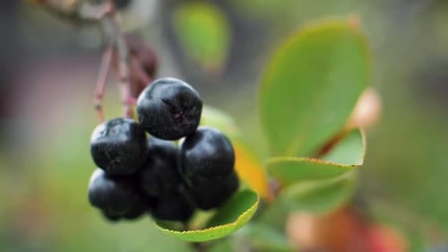 Chokeberry on a branch with green leaves. Delicious autumn berries