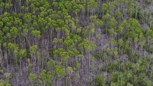 Aerial view of dense green forest canopy