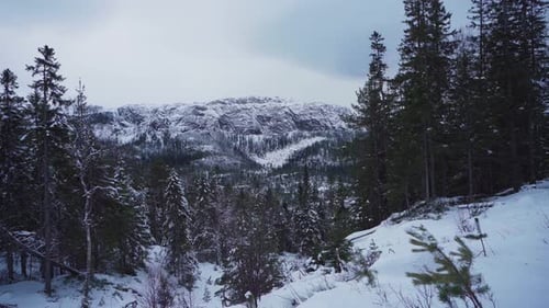 Snow Forest Mountains With Alaskan Malamute Lying Down On Snowy Ground. Tilt-down