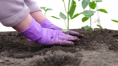 Hands Planting Seedlings in Garden Bed