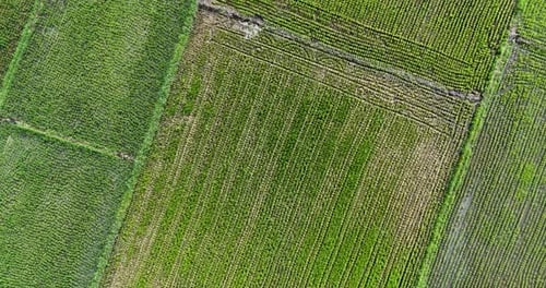 Venture through the captivating and awe-inspiring terrain, featuring vast stretches of vibrant rice