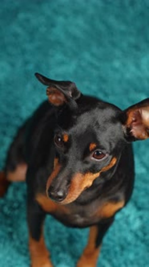 Charming Miniature Pinscher Dog Sitting on Blue Rug