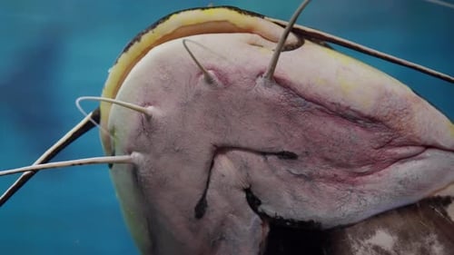 Detailed View Of A Redtail Catfish