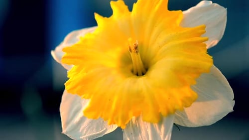Una gran flor de narciso amarillo que crece con grandes pétalos y estambres