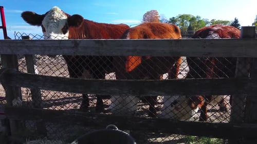 medium shot of three cows grazing by a fence on a farm