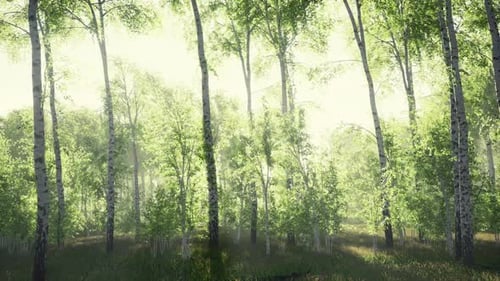 White Birch Grove in Spring