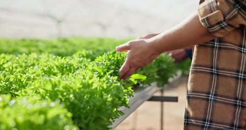Check leaves, plant and man in greenhouse for food production with sustainability