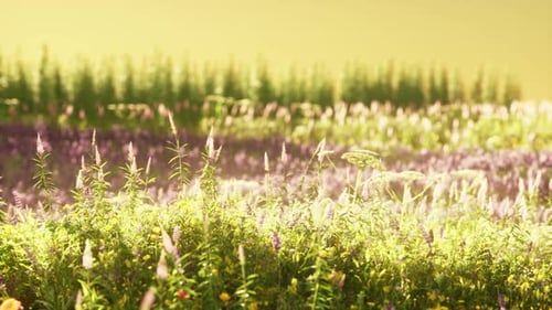 Field with Flowers During Summer Sundown