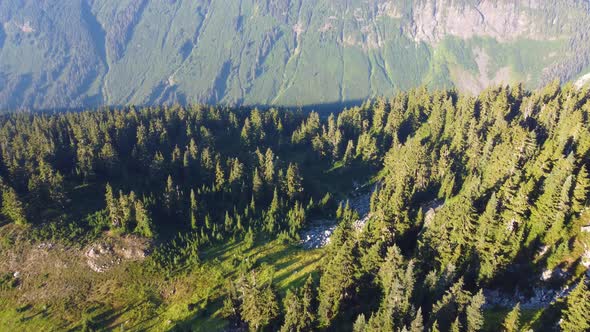 Aerial Drone Over Deep Valley Covered in Pine Trees in Pacific Ranges ...