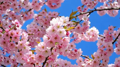 Sakura Blossom Canopy