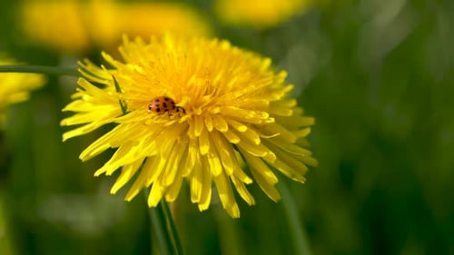 Ladybug Crawling on Bright Yellow Dandelion Flower