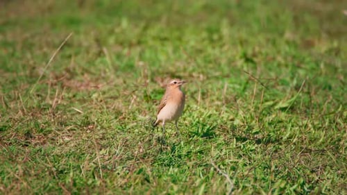 Kleiner Vogel in der Natur 4k