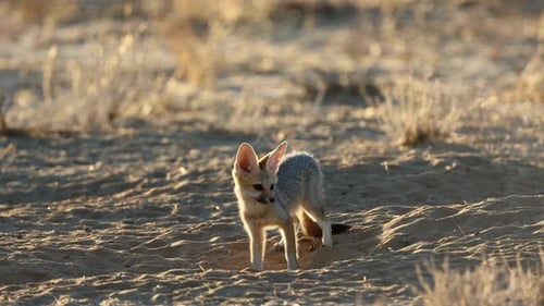 Cape Fox In Natural Habitat, Kalahari Desert