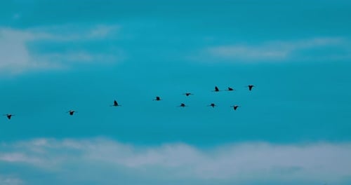 Herde gewöhnlicher Kraniche oder eurasischer Kraniche fliegen im sonnigen blauen Herbsthimmel Vögel Winterwanderung Häufig