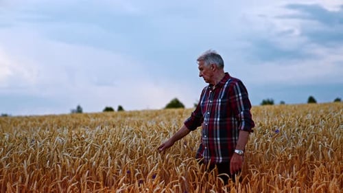 Male Caucasian aged farmer stands in the yellow field of wheat.