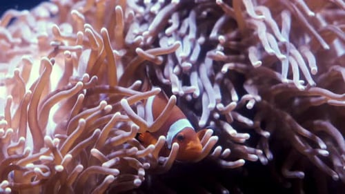 Closeup of a Clown Fish in a coral reef