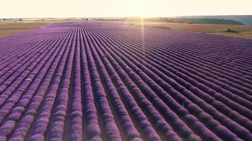 Blooming lavender fields with blue lavender flowers in summer Spain.