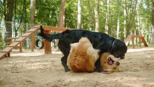 Golden Retriever Playing with Black Labrador in Playground
