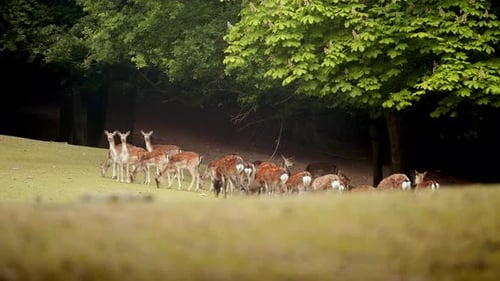 Group Of Deer Grazing On Green Grass At A Forest