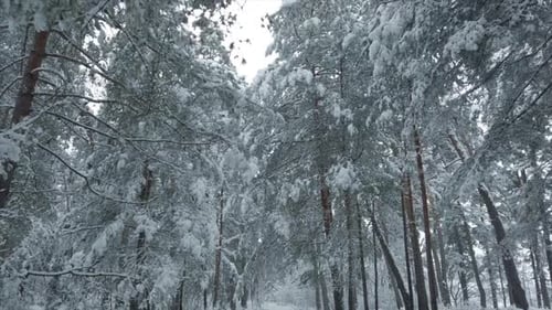 Beautiful Winter Forest Fresh White Snow on Trees