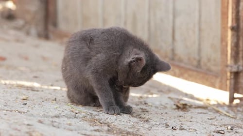 Closeup de um jovem gato cinza limpando a pata enquanto está sentado no chão ao ar livre. Deite-se depois.