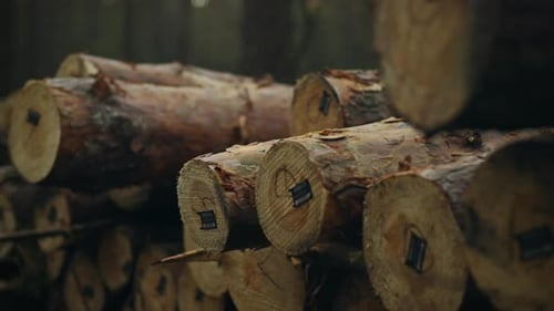 Background of freshly cut pine logs stacked in forestry. Wood texture The end of a processed wood