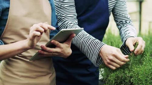 Women with a tablet inspect plants in greenhouse