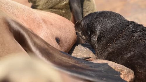 Baby Seal Nursing From Mother, Close Up