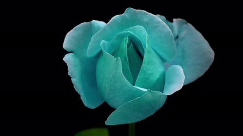 Rose 4K