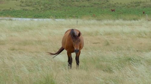 Horse standing on a pasture, grazing, looking at the camera, while the grass is moving in the wind,
