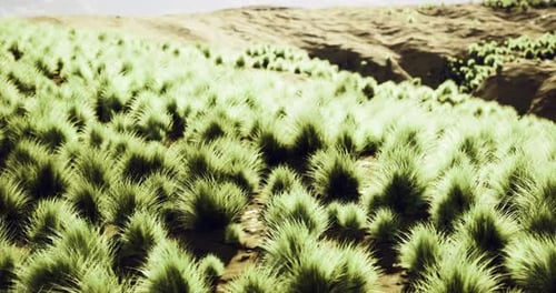 Lush Green Grass Sways Gently on a Sunny Hillside in a Peaceful Landscape