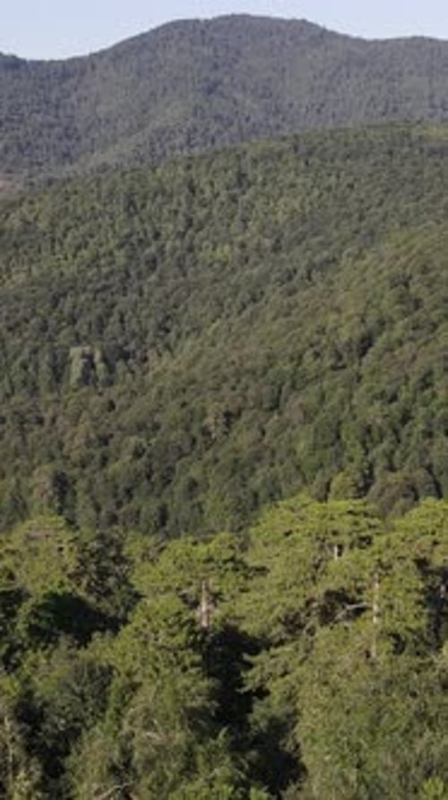 Mountian Forest Aerial View