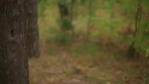 Junge auf Naturwanderung Junger Entdecker geht durch Wälder Kind beobachtet Bäume in friedlichen Wäldern Jung