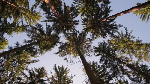 Wunderschöner grüner Wald, hohe Bäume auf dem Hintergrund der Kamerarotation mit blauem Himmel