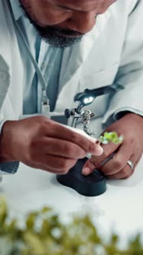 Scientist, black man and plant with magnifying glass in lab for botany, medical research