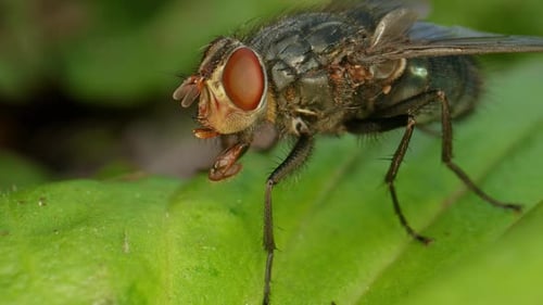 Fly on a Green Leaf in Nature Macro