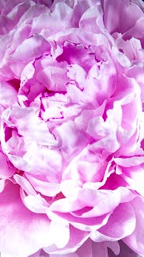 Pink Peony Blooming in Time Lapse on a Black Background. Tender Flower Moving Petals Close Up
