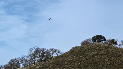 Mammoth Rock à Walnut Creek, Californie, États-Unis, aigle survolant
