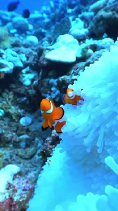Clownfish Swimming in Sea Anemone