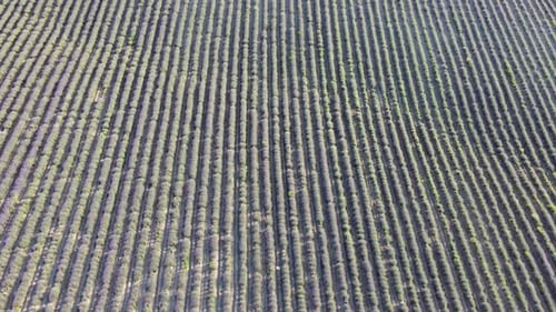 Aerial Lavender Fields Endless Rows of Blooming Lavender Fields on Summer Sunset Time Lavender Oil