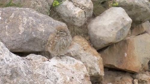 Kleine Eule steht auf einem Felsen